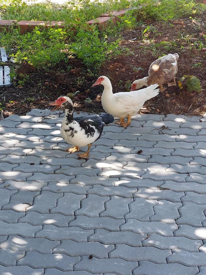 ホテル Quinta Da Choupana トマール エクステリア 写真