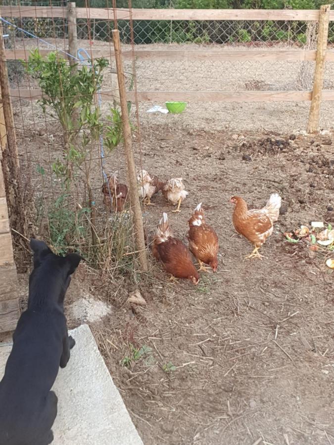 ホテル Quinta Da Choupana トマール エクステリア 写真