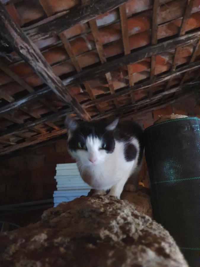 ホテル Quinta Da Choupana トマール エクステリア 写真